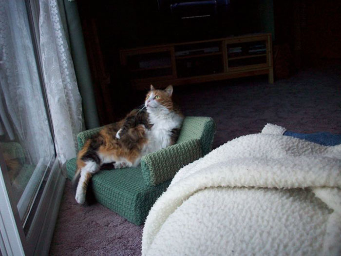 womensart1's tweet photo. People are using their free time due to lockdown to crochet mini sofas for their cats #LockdownArt #Caturday #CoronaCrafting https://t.co/ttGpHRNYFV
