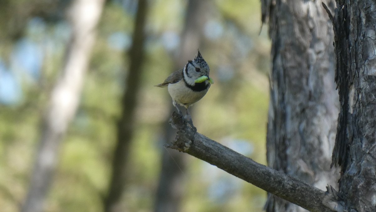 jmpicasprat's tweet photo. Una hora s'ha fet molt curta però he tingut temps de descobrí la #mallerengaemplomallada i una #oreneta si ha posat bé per la foto #ocells #ocellsdecatalunta #birds #casserres #berguedà #324eltemps
@Jordisolerramio https://t.co/BfpoSYcIbM