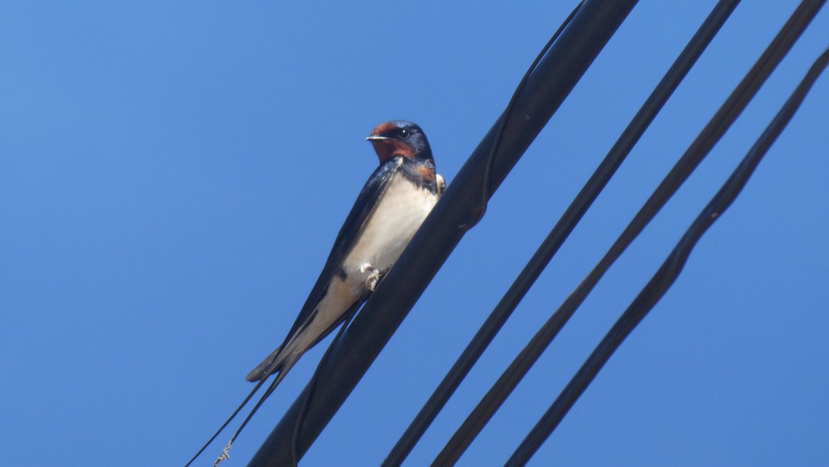 jmpicasprat's tweet photo. Una hora s'ha fet molt curta però he tingut temps de descobrí la #mallerengaemplomallada i una #oreneta si ha posat bé per la foto #ocells #ocellsdecatalunta #birds #casserres #berguedà #324eltemps
@Jordisolerramio https://t.co/BfpoSYcIbM