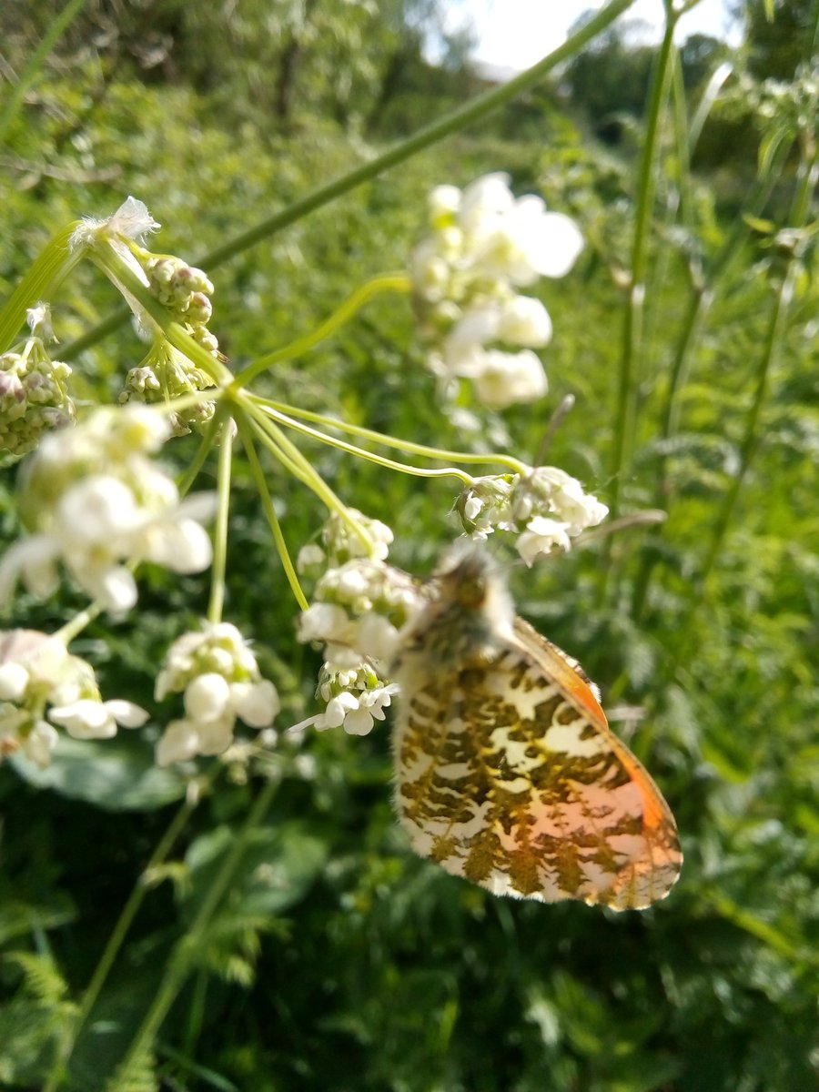 s4r4h_l's tweet photo. @BioDataCentre @BrennanMartine @LiamLy @Wexcoastbirds @BC_Gemma Here's mine from yesterday, but a bit off course from Ireland as it was in #Preston #Lancashire #Highgatepark π¬π https://t.co/rVGQMXSiUQ