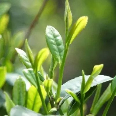 palmettoextract's tweet photo. #Green #tea #extract is derived from #leaves of #camellia #sinensis.This includes potential #cancer-#fighting properties, and a #strong #antioxidant effect that protects the #body from the #damaging effect of free #radicals.  https://t.co/7IRv9N4v13 https://t.co/hSuSbfhnbX