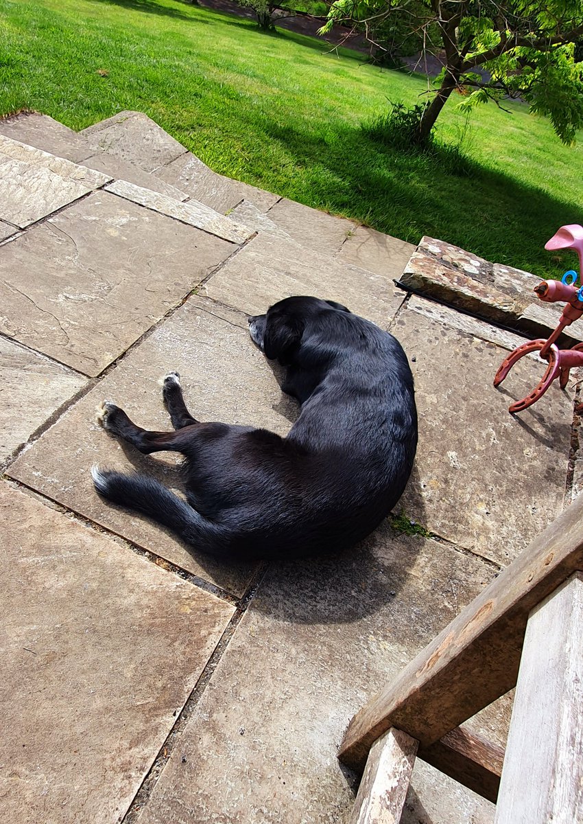 woofstockuk's tweet photo. Been for a run with #woofstockwilson and Maggie. Well they ran I walked across the fields avoiding the ๐ฎ poo. Didn't want you all to think I had suddenly become sporty. ๐คฃ snoozy time in the ๐ now and a cuppa for me. #woofstockuk #woofstock #dogsofwoofstock https://t.co/xVBP0tRwVT