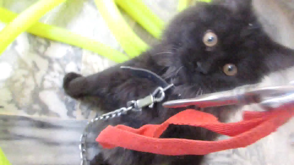 MeowMoeDotCom's tweet photo. Cute #Kittens #Playing  Pets Moments
 
#Cats #Cat #Kittens #Kitten #Kitty #Pets #Pet #Meow #Moe #CuteCats #CuteCat #CuteKittens #CuteKitten #MeowMoe
 
#Azaming #Cat #Cats #China #CuteBabyAndACat #CuteCatsVideos #CuteKittensVideos
 
https://t.co/nCQU0DzCd3
 
. https://t.co/ISUHQw9La9