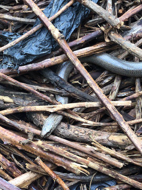 Almost stepped on this little chap during my early morning dog walk.  #countryside #nature #slowworm