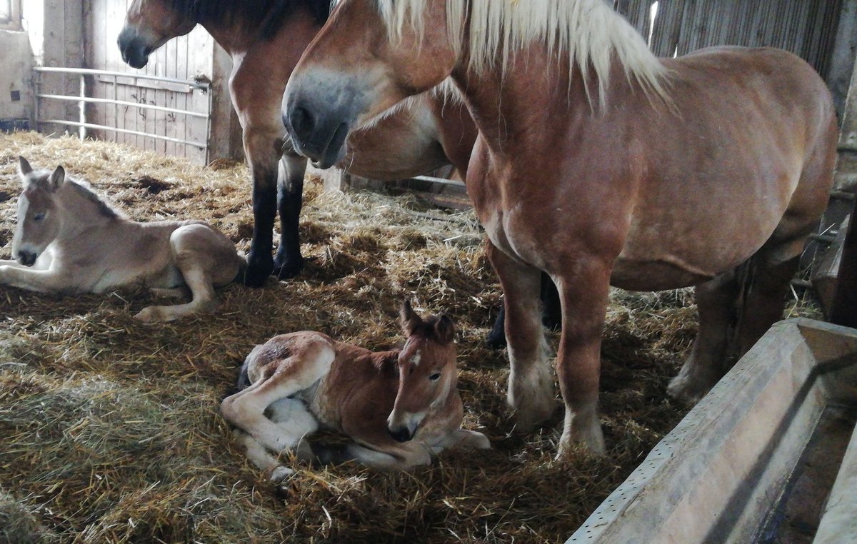pauker99817's tweet photo. Eben die #Kinderstube besucht. #knuffig 😍 https://t.co/1JeyYCXIe8