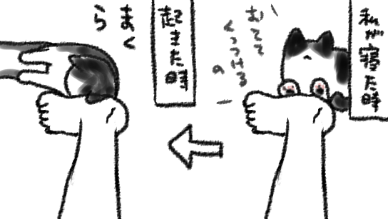 寒いときの「四の五の言わずに布団に入れろ」圧のつよいねこもいいものですが、暑くなってきたときの「ねこは…暑い…しかし…かいぬしと…体の一部をくっつける…」という執念はほんとうに…ほんとうに…