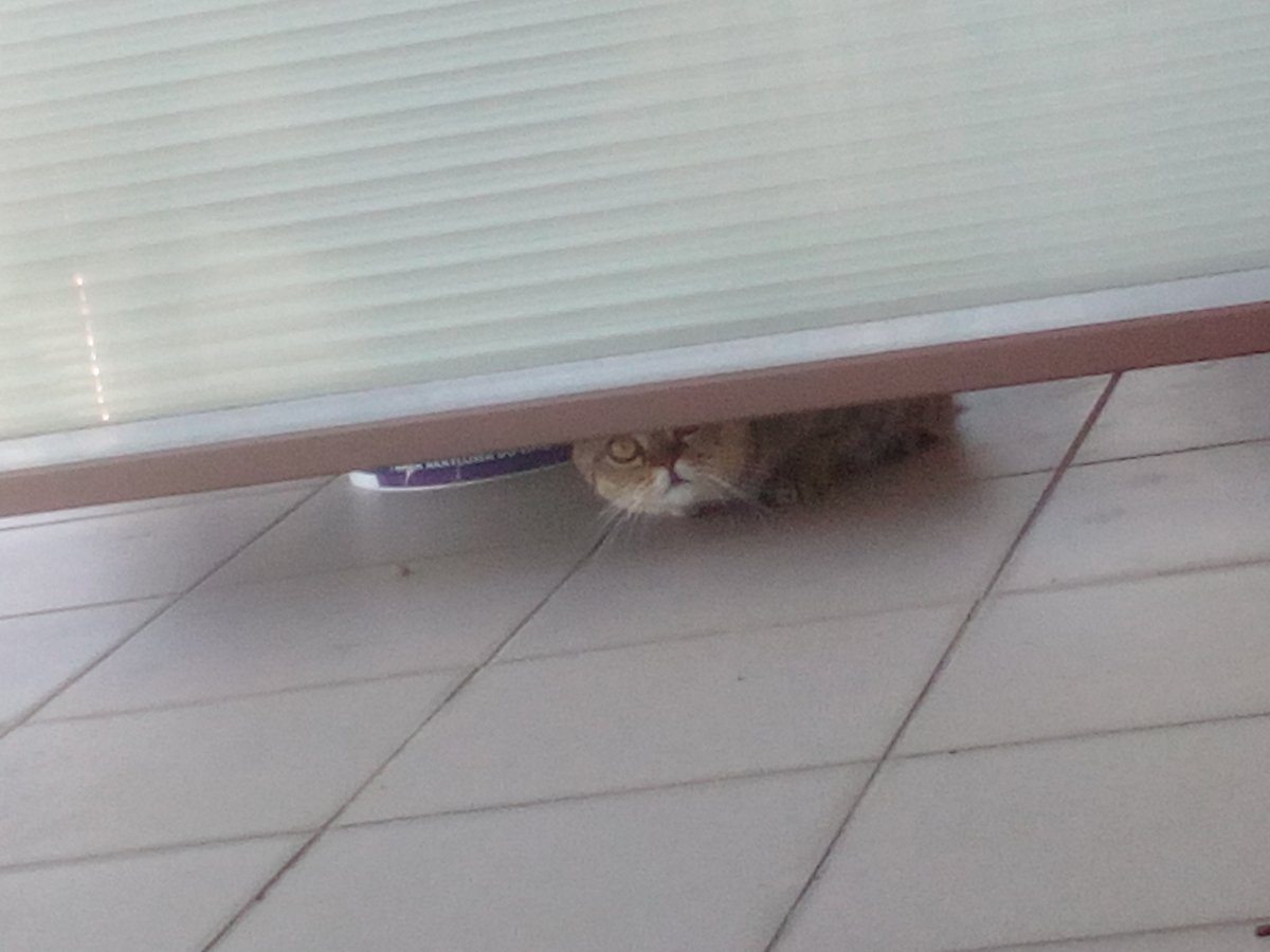 77Fidelio's tweet image. Śmieszek #PanKot