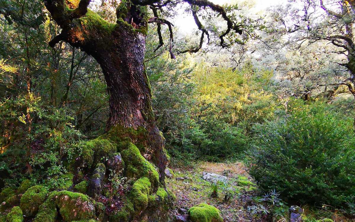 Que ganas de volver a perderme en estos bosques, lo necesito como el respirar!!
#UndiaMasUndiaMenos
#CuidemosLosBosques
Feliz sábado!! 😊