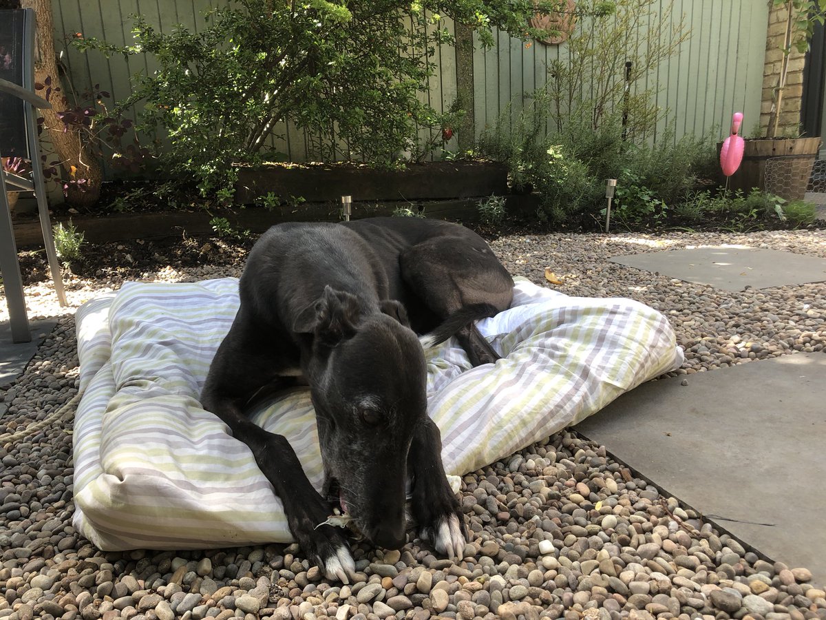 therealfurbi's tweet photo. Happy days. Humans finished sanding floor and give me a tasty treat on my day bed for being such a Good Boy.
#greytpets #dunrunnin #houndsoftwitter https://t.co/MkAQOEg3qe