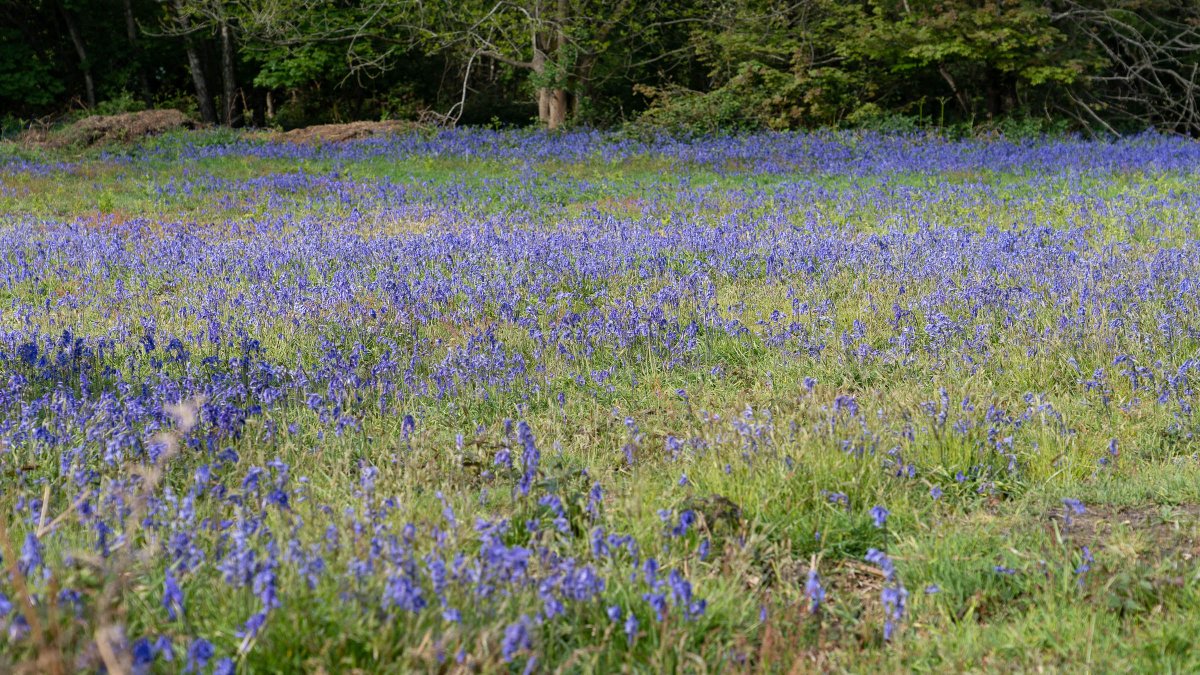 rossmackenzie's tweet photo. Saturday Morning. Bluebell Search. #Shotover #Oxford #exercisehour #getoutside https://t.co/tszabTbVns
