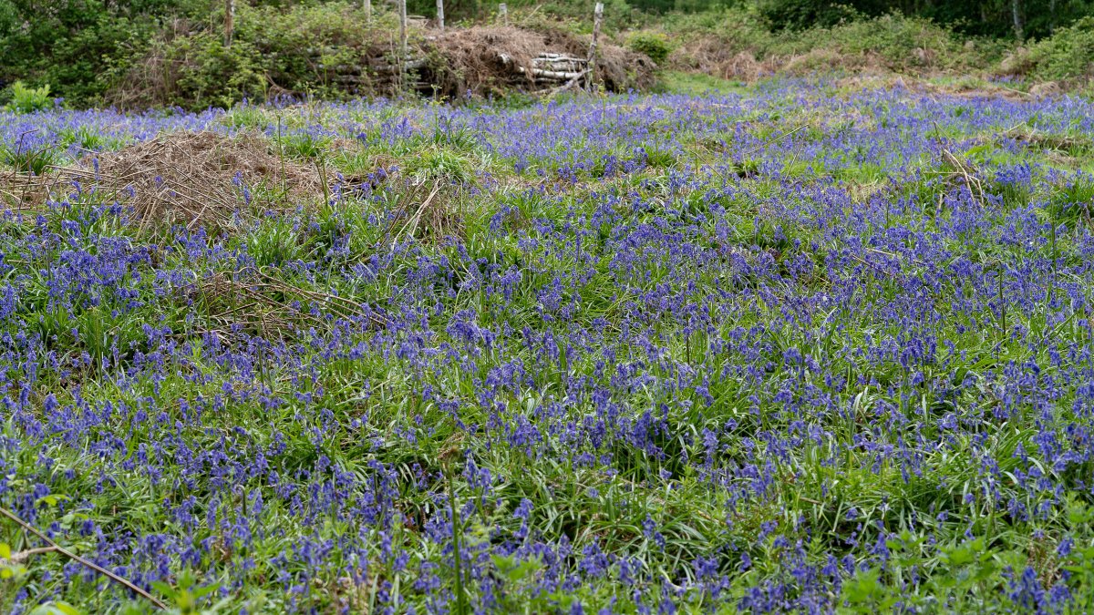 rossmackenzie's tweet photo. Saturday Morning. Bluebell Search. #Shotover #Oxford #exercisehour #getoutside https://t.co/tszabTbVns