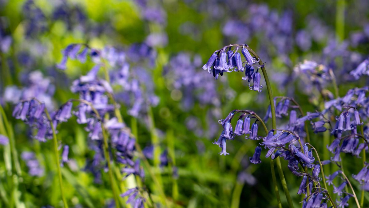 rossmackenzie's tweet photo. Saturday Morning. Bluebell Search. #Shotover #Oxford #exercisehour #getoutside https://t.co/tszabTbVns