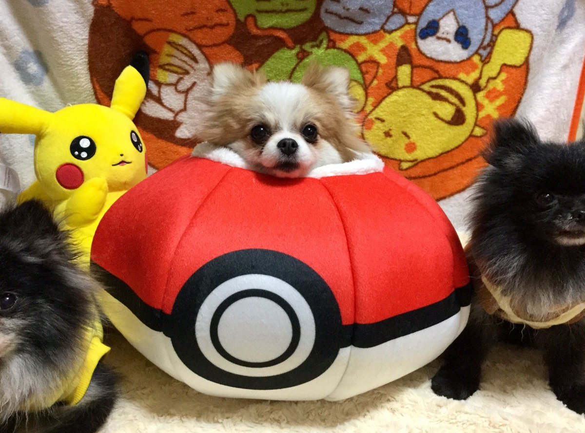 ট ইট র あまおう ペティオとポケモンのコラボのやつ届いたぁ うちにピカチュウとイーブイがいる 後ろ姿もめちゃんこ可愛い モンスターボールのベッドは小型犬には大きいかも 天馬さんだとお顔が出せない ポメラニアン ピカチュウ