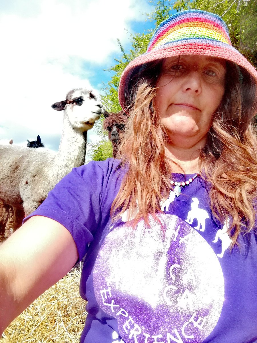 Magical Alpaca Experience tweet media