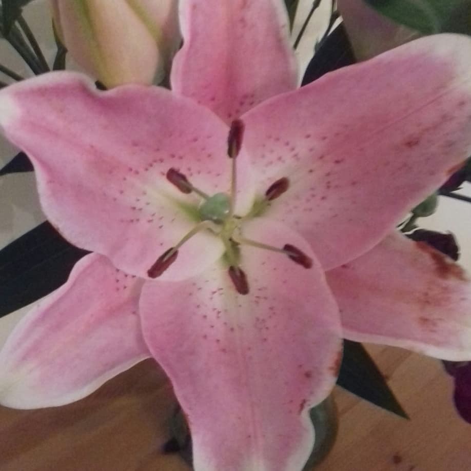 Sharonmmorton's tweet photo. A good life is when you assume nothing, do more, need less, smile often, dream big, laugh a lot, and realize how blessed you are. 
Happy blessed weekend to friends and all 
🌷🌸🌹🌷🌸🌹🌷🌸🌹🌷🌸 https://t.co/uNVGtfTpAV