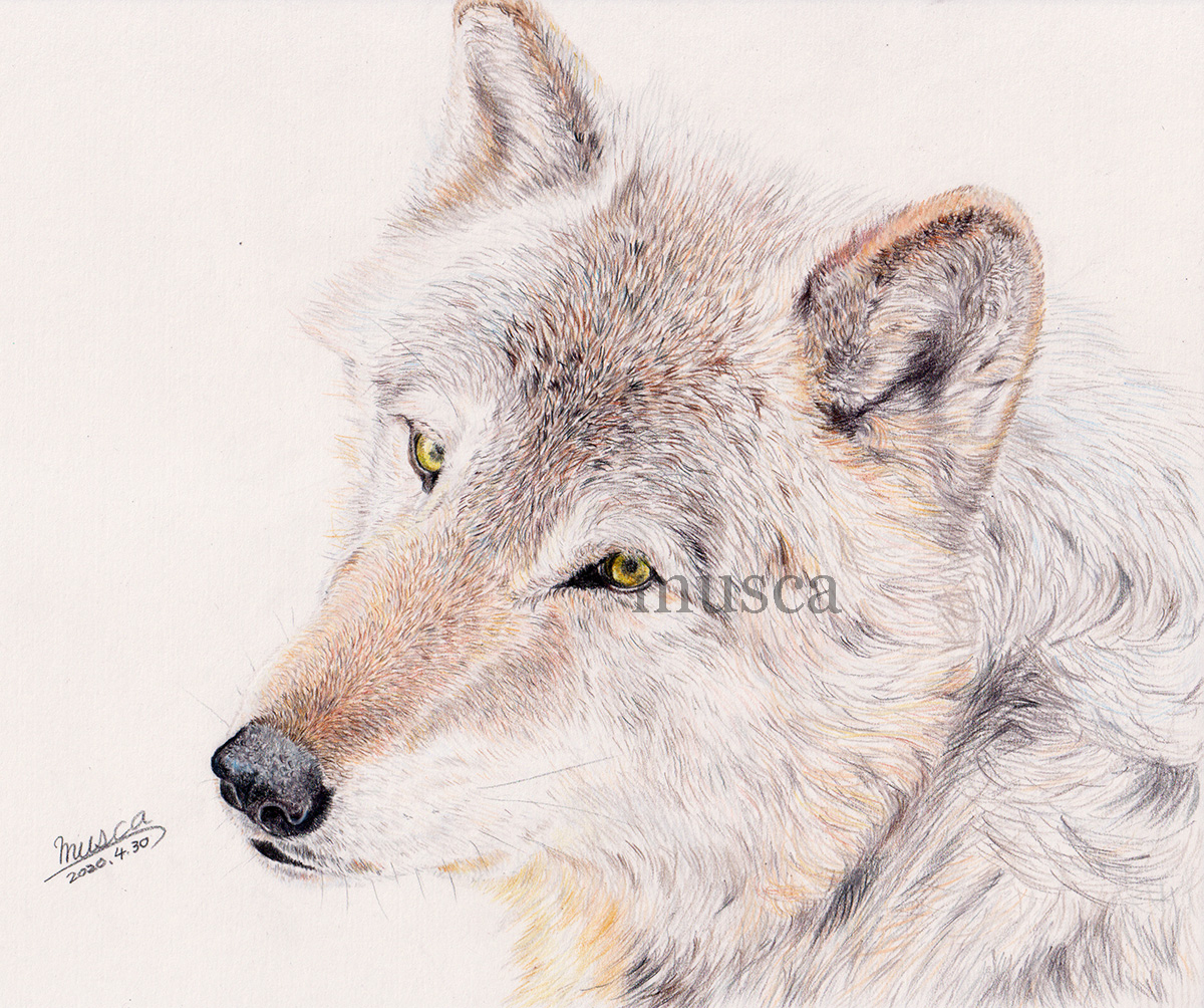 オオカミ 色鉛筆画 musca＠WILD・LIFE on X: 
