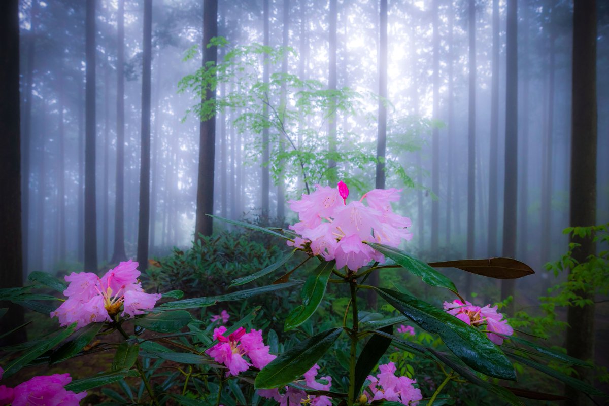 へたっぴ写真家 奈良県御所市 高天山草園 シャクナゲ ツツジ エビネラン 園のhpでは コロナ収束まで休園とのこと 加えて 持ち主の方の高齢もあり 閉園も含めて検討しておられるようです とても好きな空間なので ぜひ続けてほしいと願っております