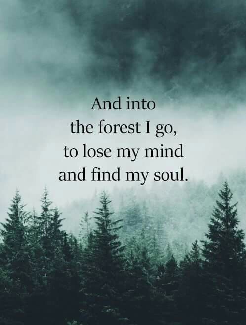 And Into The Forest I Go To Lose My Mind And Find My Soul And Into The Forest I Go To Lose My Mind And Find My Soul