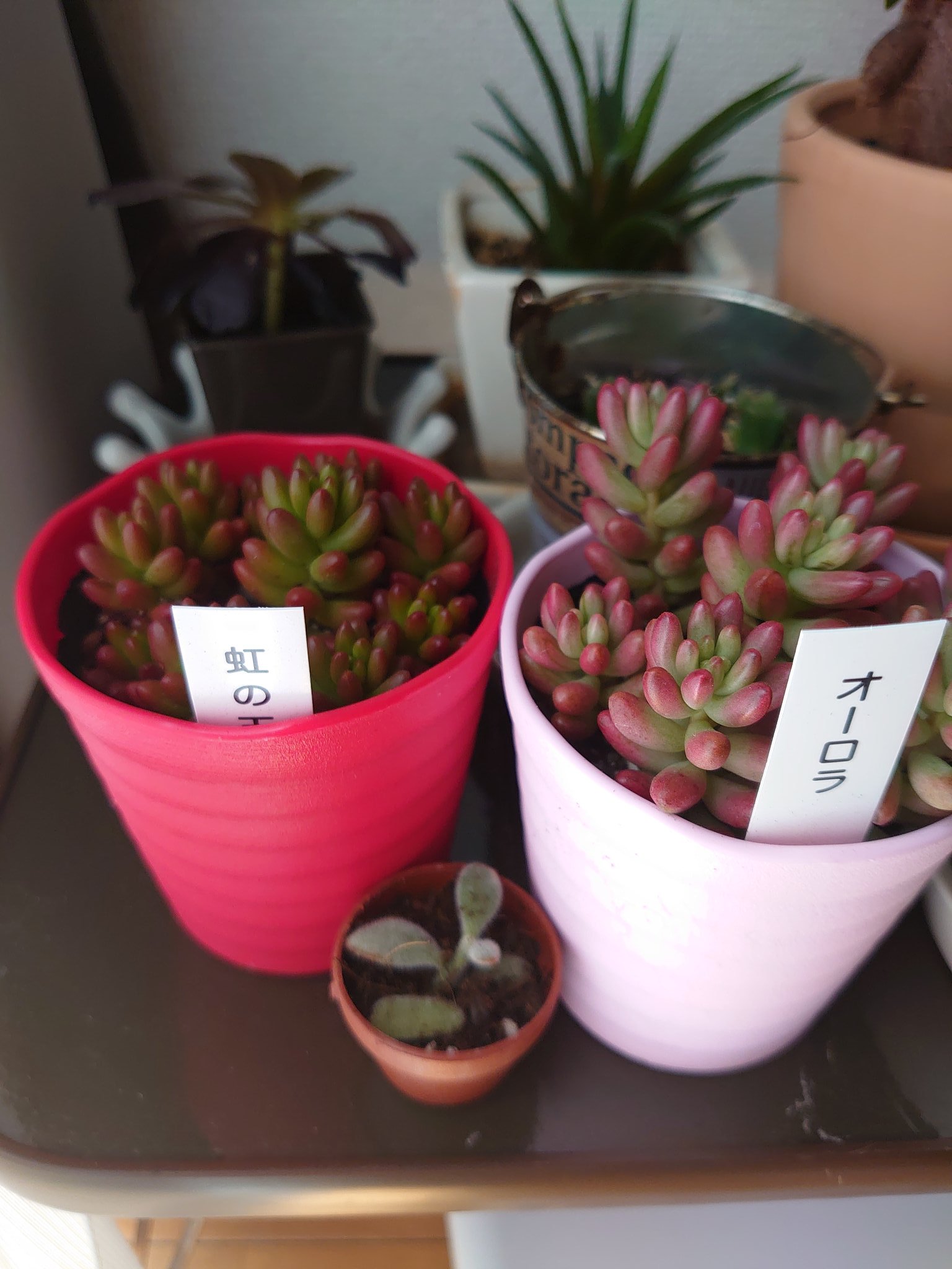 つみき オーロラと虹の玉 違いがよくわからないけど 可愛いからお迎えしました 多肉植物 オーロラ 虹の玉 多肉植物好き T Co Yt9ev667ed Twitter