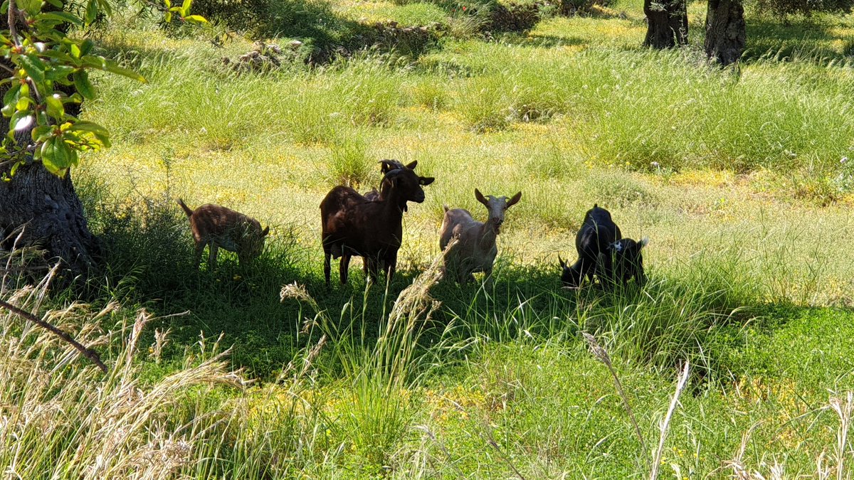 Tonylopa's tweet photo. Día de paseo rural por fin. Increíble como está el monte. https://t.co/VecV46n36P
