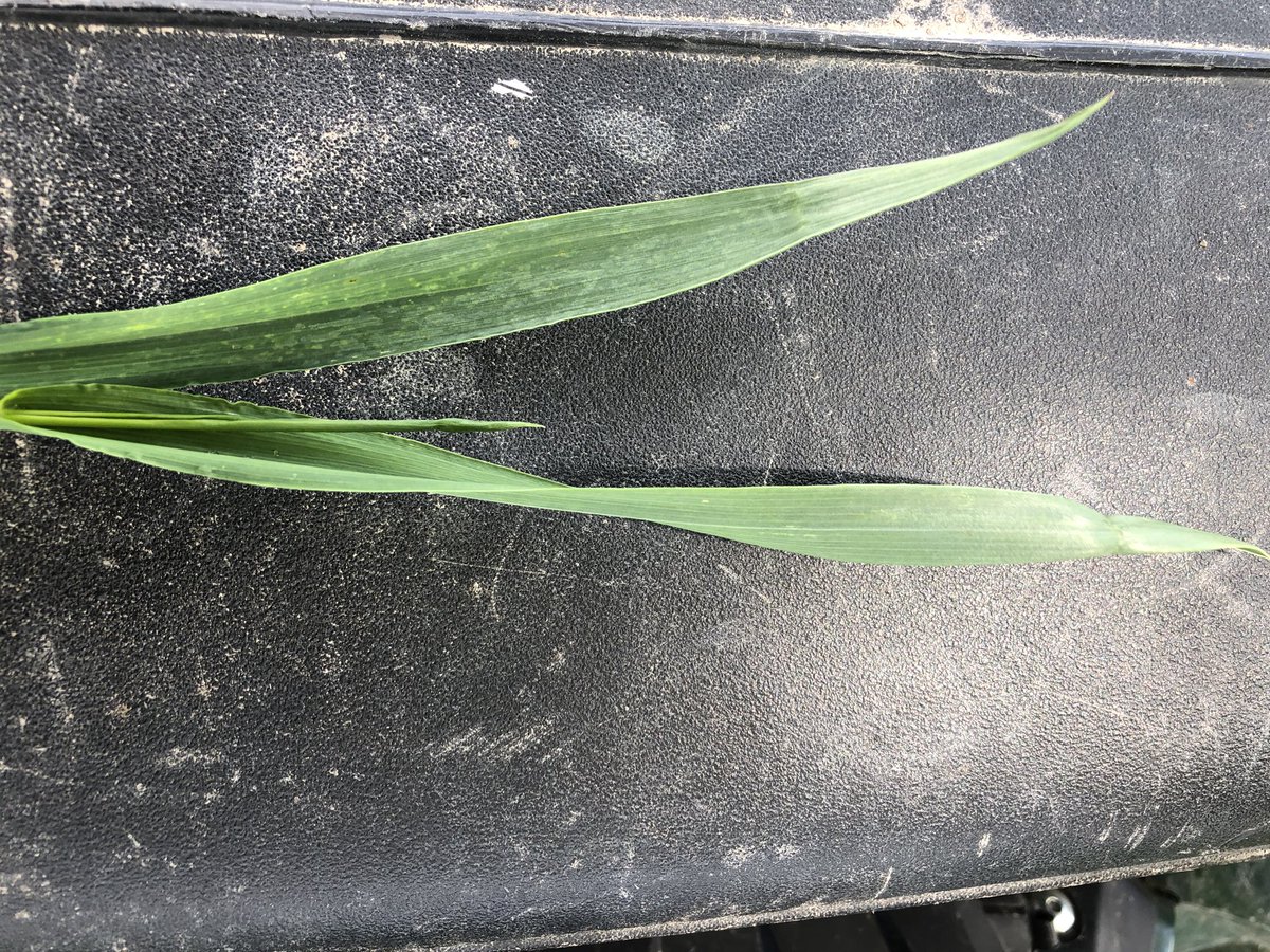 wessexagronomy's tweet image. Flag leaf on @KWSUKLtd Extase putting in an appearance #CrackOn