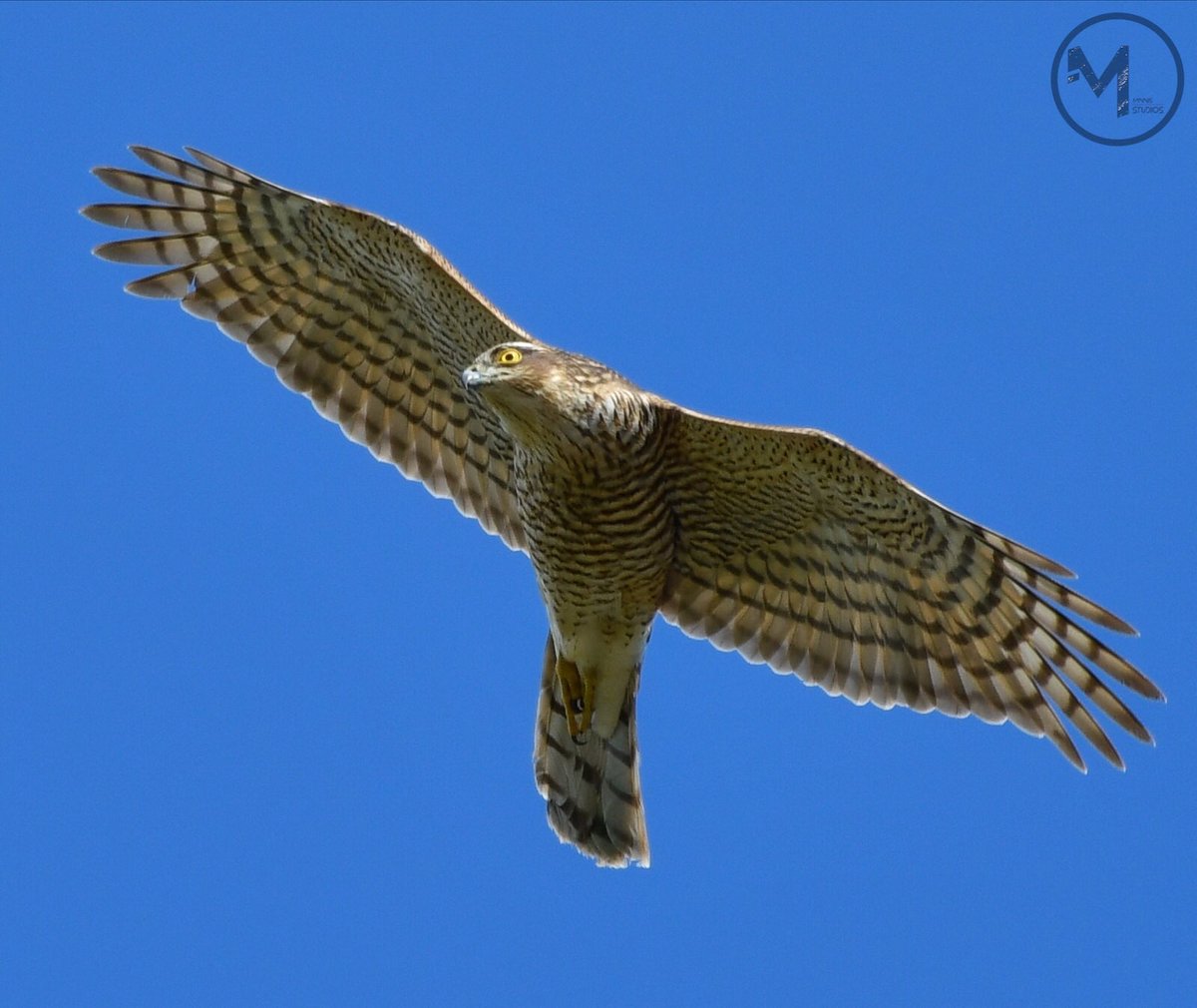 Sparrowhawk yesterday late afternoon in Devizes @BTO_Wilts @WiltsWildlife @WildlifeTrusts @BBCSpringwatch @wildlife_uk @WildlifeMag @BirdGuides @NatureUK @birdsofpreywb #sparrowhawk