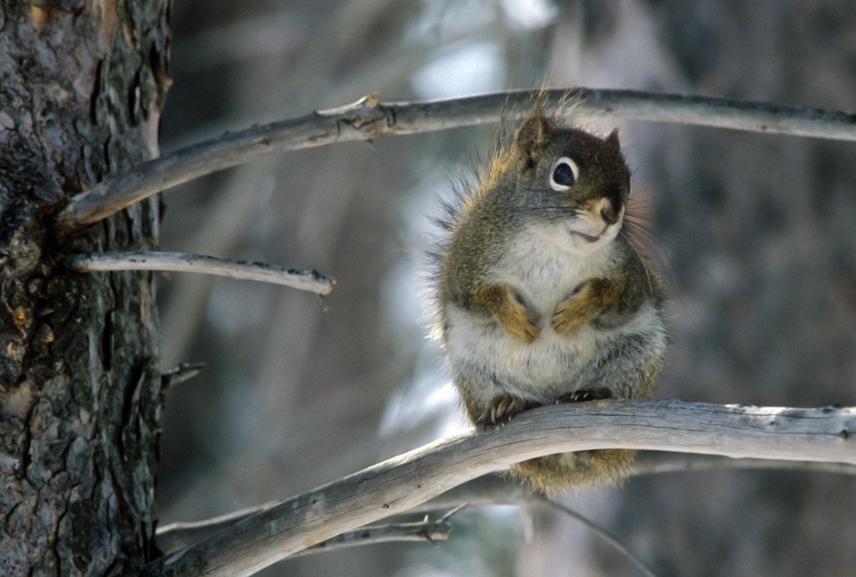 ParksCanada's tweet photo. All kinds of wild animals live in #nationalparks! ๐ฟ๐๐ฆ #BackyardXplorers, whatโs one of your favourite wild animals that live in YOUR neighbourhood? We challenge you to make up a story about one of these wild friends while you #StayHome. https://t.co/eDTp1RkrCA