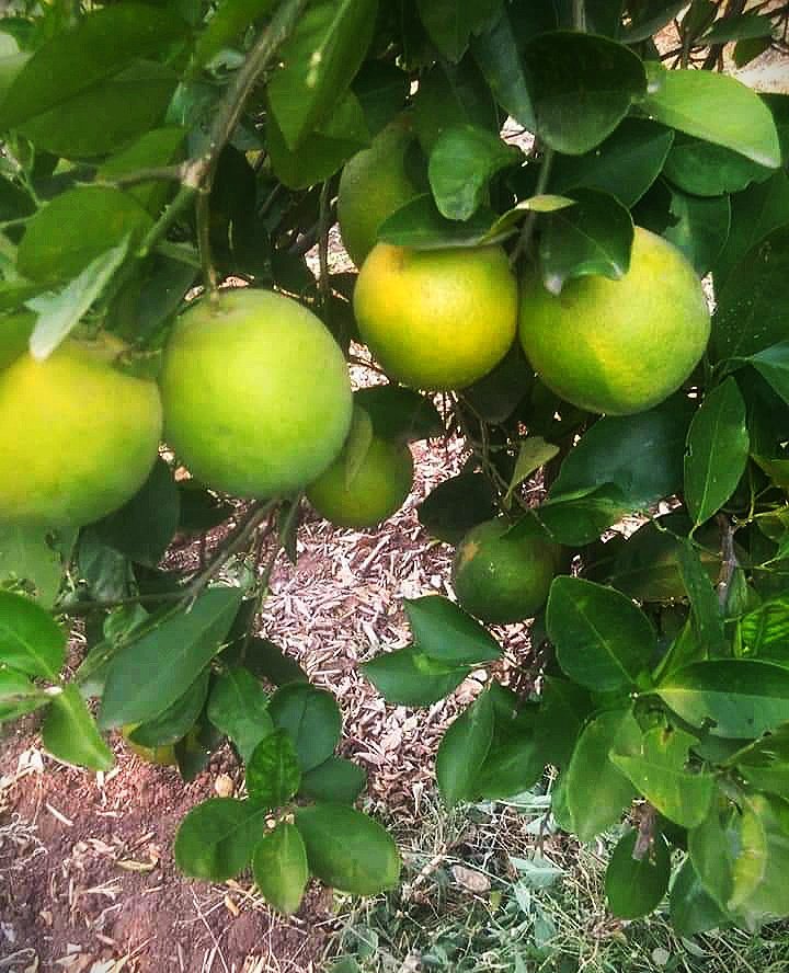 TreadeeO's tweet photo. #export @APEDADOC #overseas_trade #exim #mosambi #agree_comodity 🍊🍊🍊
Fresh Mosambi(Sweet Lime)
-Immunity booster
Place of Origin: Maharashtra,India
Quality: A-Grade
Color: Naturally bright green
Features: Hygienically packed

Regards,
TREADEE OVERSEAS,
#STAYSTRONGSTAYHEALTHY https://t.co/VQPZWSX19w