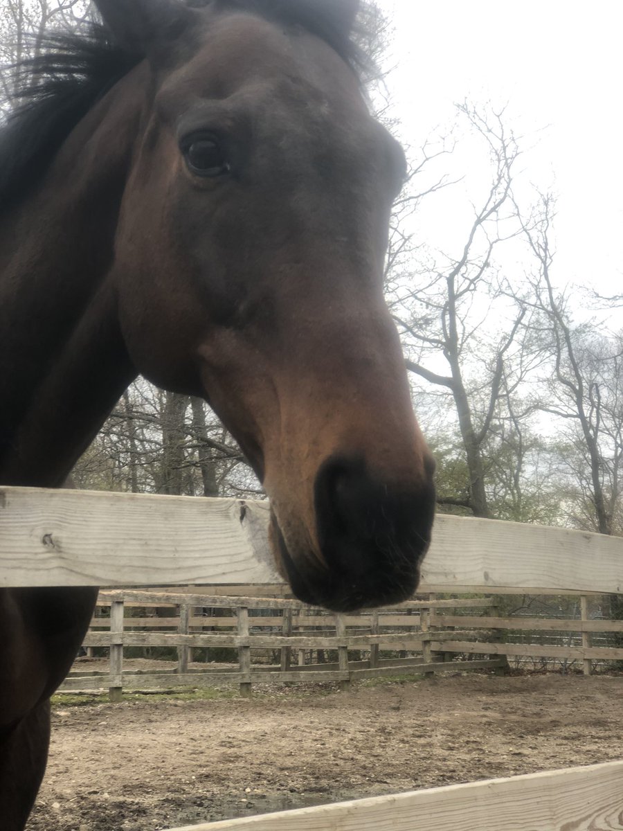 chrissyQuinn8's tweet photo. Tweet tweet my boy 💖🐎 https://t.co/YCV2XQGeKt