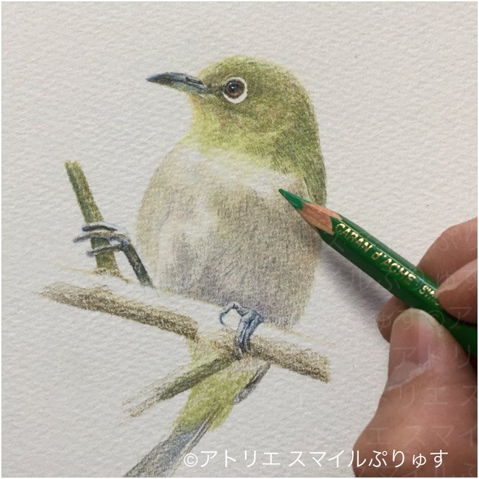 色鉛筆画アートのtwitterイラスト検索結果