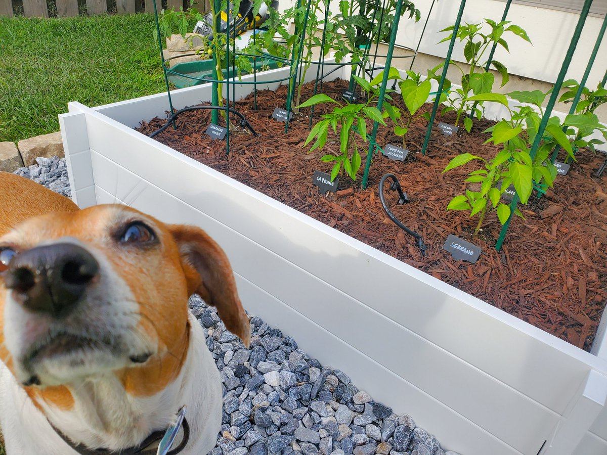 We have our first tomatoes! 