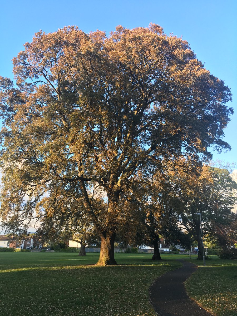 MuireannNiR's tweet image. Day 50 Confirmation of expectation that the work / homeschool / #KeepingKidsEntertained juggle would continue to Sept. But the beautiful light on this fabulous tree lifted my spirits on my walk yesterday evening