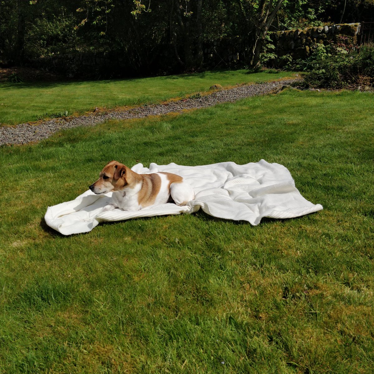 It's gazebo puttin-up day in the garden. And the dog is socially distancing