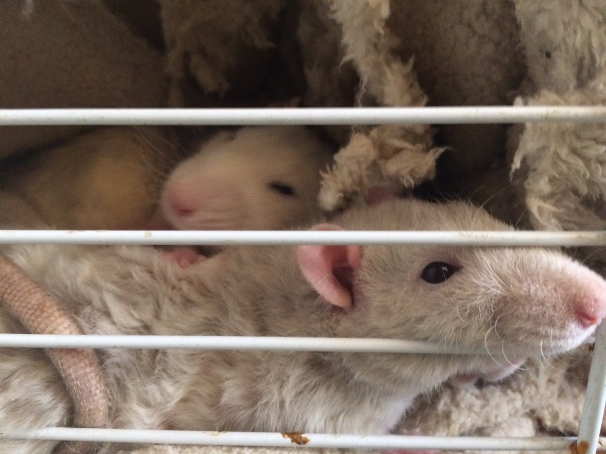 Hello there #RatsOnTwitter #Raturday