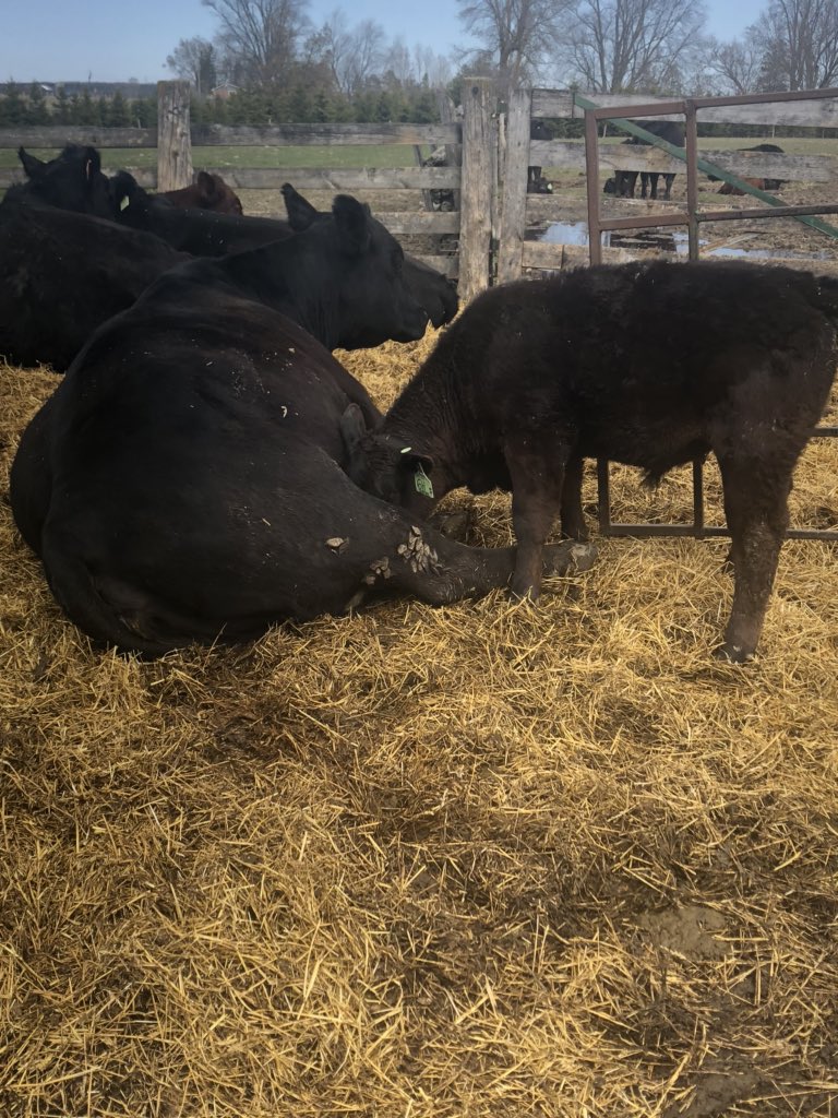 EdenvaleTrouble's tweet photo. Lazy way of feeding. #bfo #ontariobeef #ontarioangus https://t.co/aI2r6HLbn9