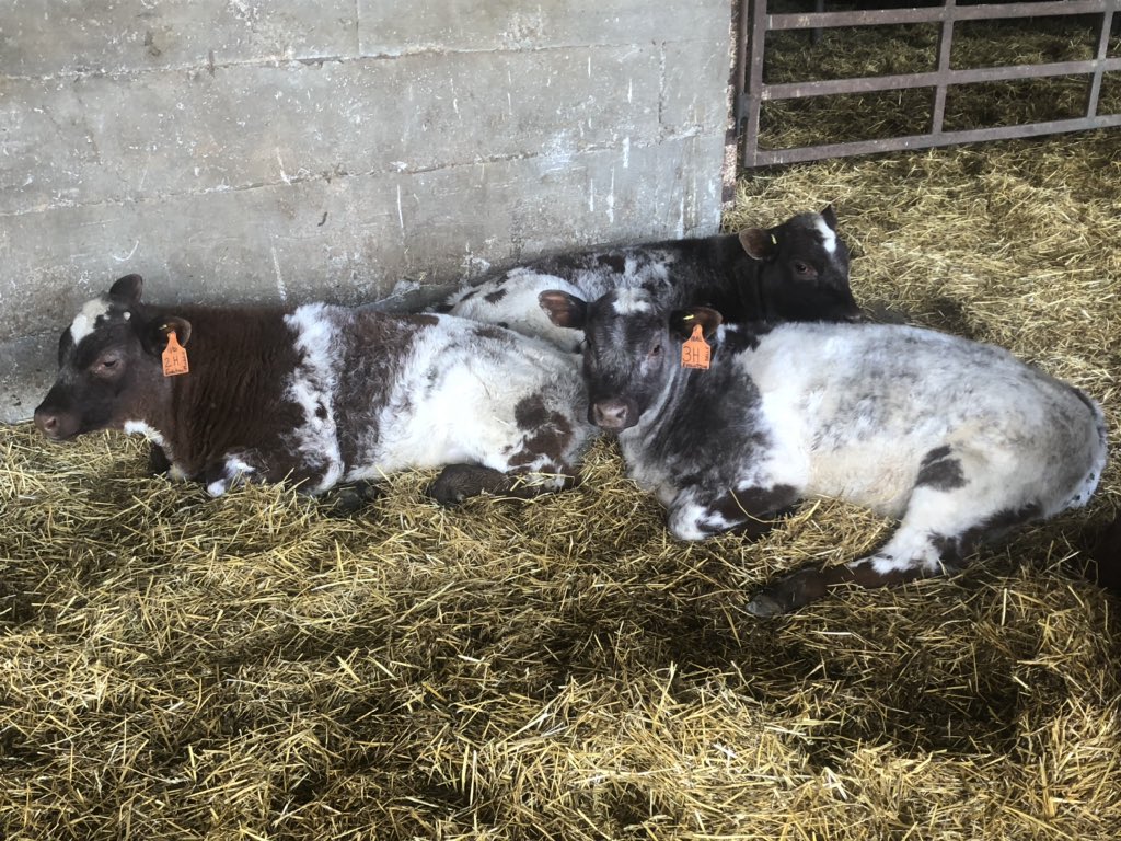 EdenvaleTrouble's tweet photo. I love my roans. #bfo #ontariobeef https://t.co/5rYy8cyaUq