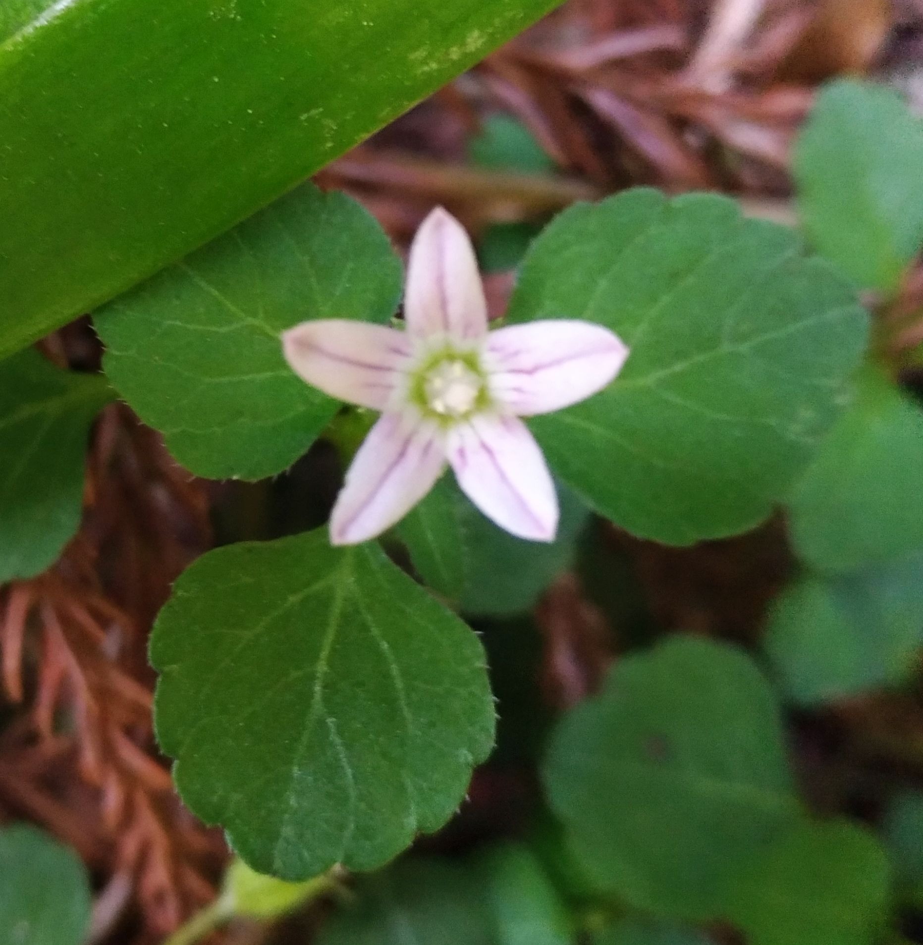 こころんグリーン 薄暗い道路脇にタニギキョウの白い小さな花が咲いています 綺麗な形の五角形の花が ひっそりと開いています 小さな花ですが 結構目立ちます タニギキョウ 白い花 小さな花 五角形 山野草 野草 春の花 春 園芸