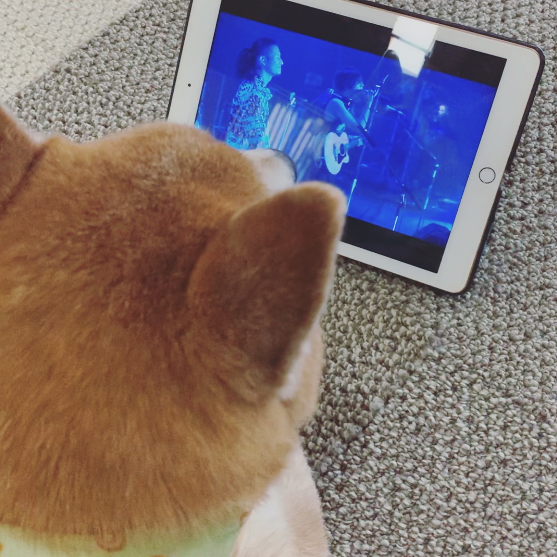 faotaro's tweet photo. おうち時間に
おうちでライブ鑑賞
#こたヤン
#あいかわらず
#いそヤン#が#すき
#alexandros
#vipparty2018
#zozomarinestadium
#繋がらなくていいからアレキのヒロさんを見つめる俺の犬を見てくれ
#おうち時間
#stayhome https://t.co/onbUINIynK