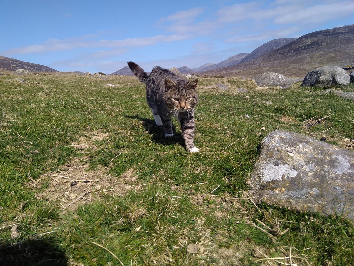 Beautiful Mourne Mountains, Co Down, N  #Ireland. Mournes are made up of 12 mountains with 15 peaks & include the famous Mourne wall (keeps sheep & cattle out of reservoir)! Area of Outstanding Natural Beauty. Partly  @NationalTrustNI.Daniel Mcevoy (with lovely cats!)  #caturday