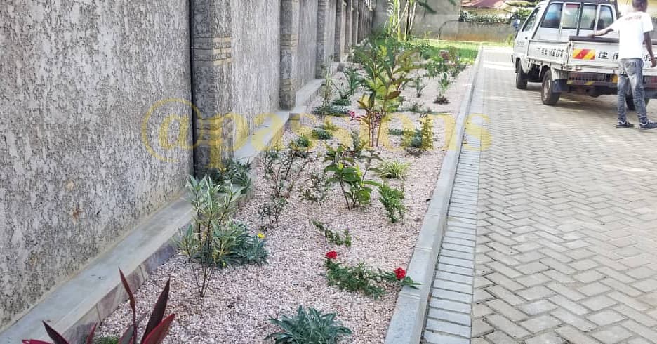 Passionsltd's tweet photo. Don't deny your home a beautiful tree or flower because of  small space! They're  beautiful trees that fit everywhere.  You only need an expert to help you chose.

Passions services is here for you.
 call us on +256 782 451967 +256 754 451967 https://t.co/mnMBmWK7md https://t.co/kacBfcS6bT