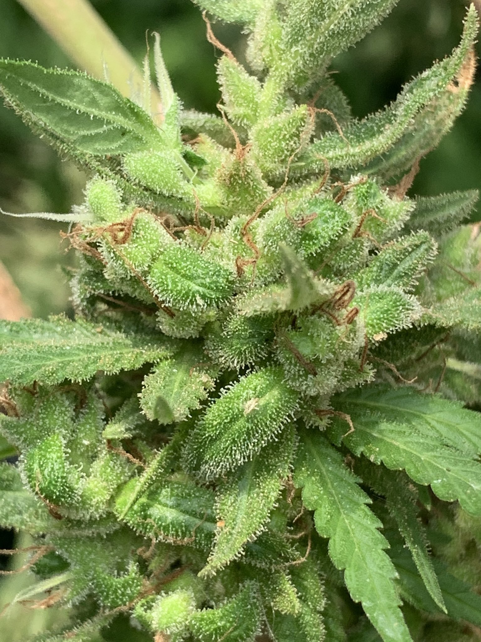 猫又 大麻草 バラ目アサ科 聖草 花言葉 運命 宿命 結果 必需品 猫又 大麻草 バラ目アサ科 聖草 花言葉 運命 宿命 結果 必需品