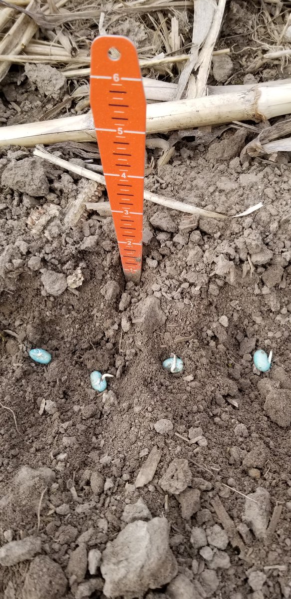 Quelle semaine! Déjà 7 jours ont passé depuis les #1ers semis de #soya <a href="/Prograin_inc/">Prograin</a>. Points positifs pour la #Montérégie: t° moyenne 3°C &amp; 14°C, 1er 24hrs période imbibition favorable!?, 5 jrs soleil &amp; nuages, 2 jrs de pluie.
Temps d'émergence vs agents pathogènes... À suivre