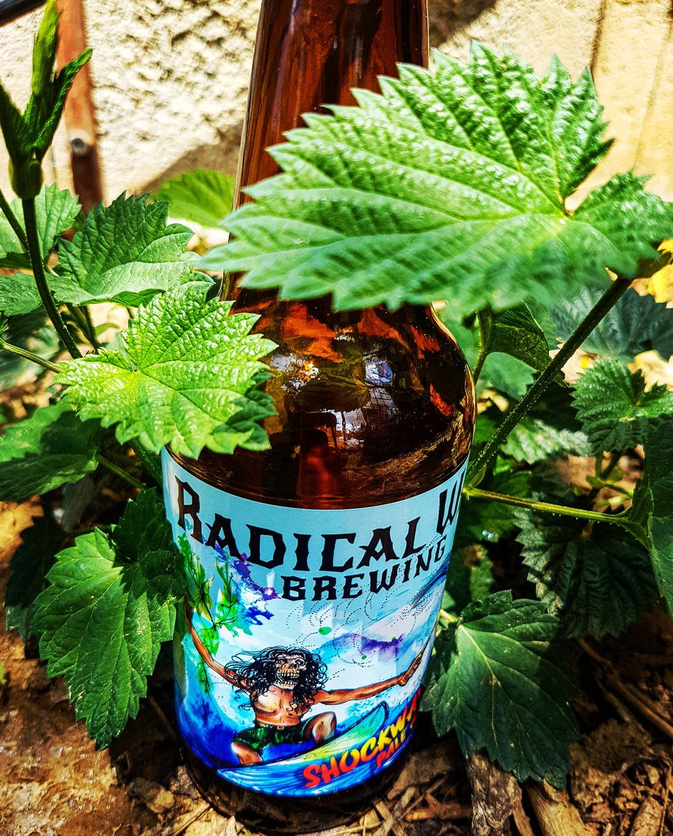 radicalwaybrew's tweet photo. Cuddled by the newborn hop plants! The magic ingredient. 
#hops #hopyard https://t.co/i4YRKJ87wD