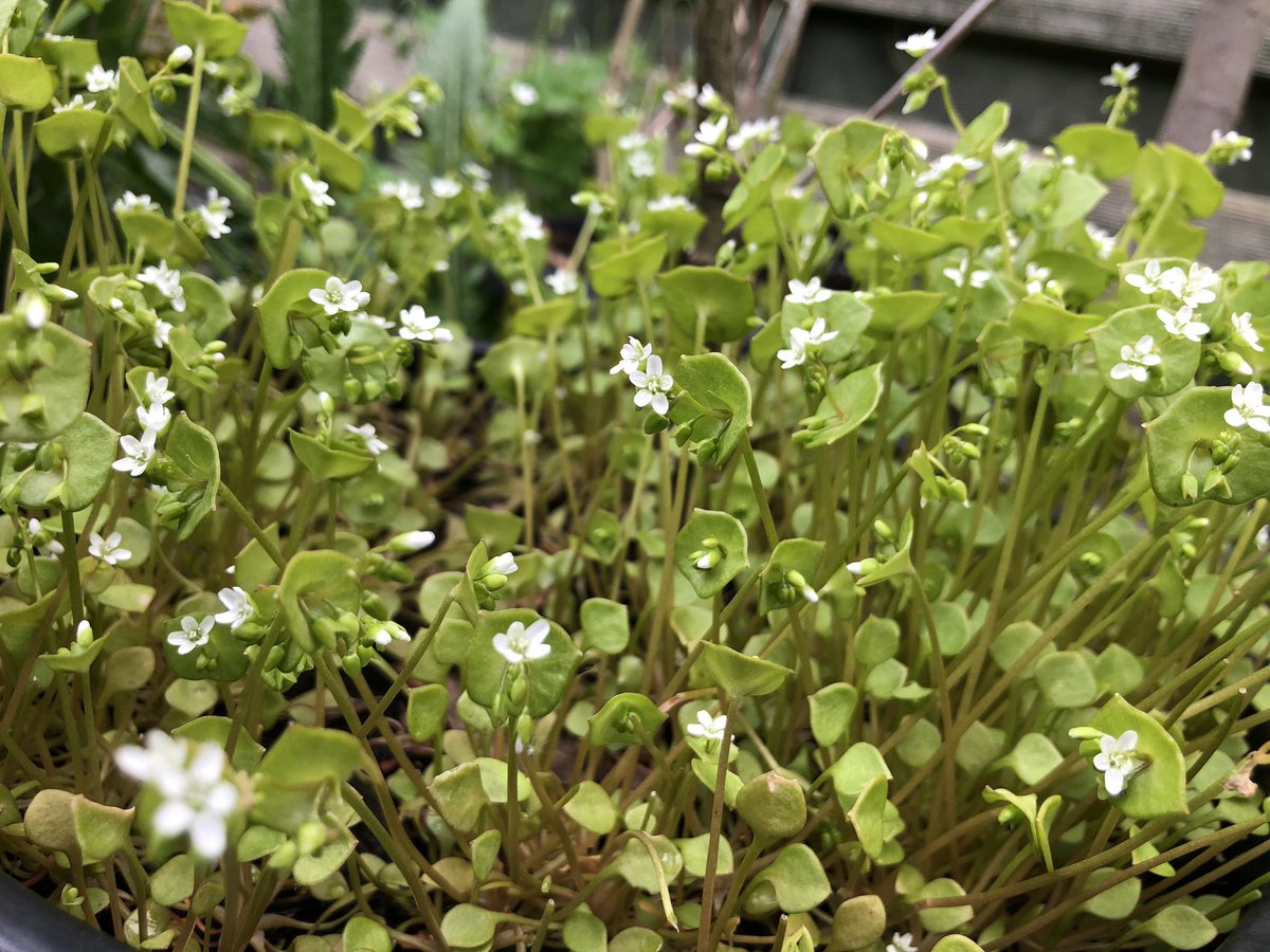 foragingcourse's tweet photo. Been finding some new species for this week’s virtual foraging courses. A few spaces still available. Limited to 5 per session so everybody can ask questions.
More info: https://t.co/rOdnsv6Zny
#foragingcourse #foraging #wildfood #edibleplants #springedibles #naturecourse https://t.co/5zxgjMlwkq