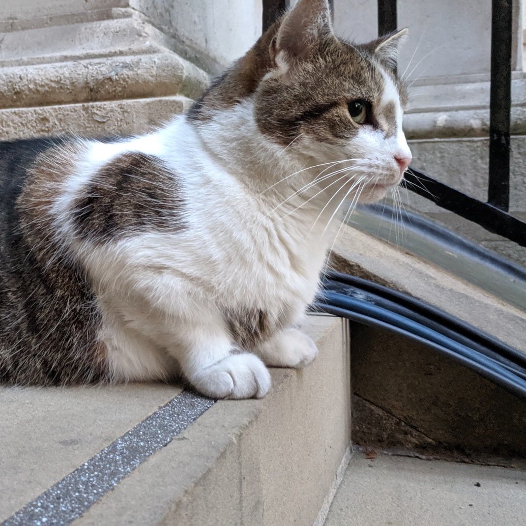Number10cat's tweet photo. Did it work? https://t.co/11zISi9kTV