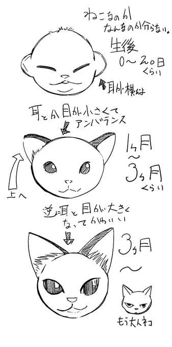 #エアコミケ
けもみみストなら常識ですが
猫耳は月齢で変わるのです。 