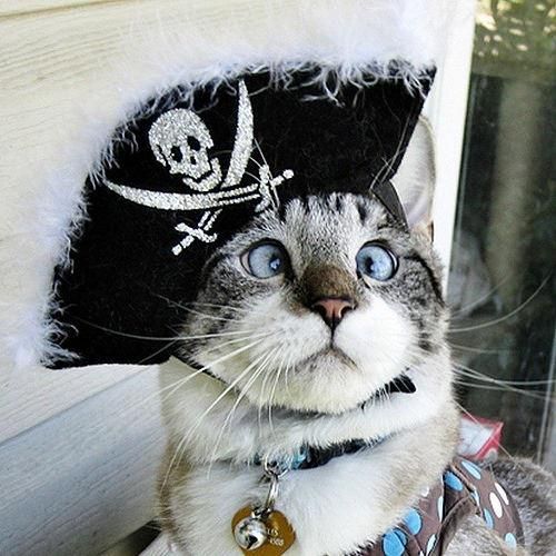 CatVideoGram's tweet photo. #catvideogram #funnycats #cutecats #cats #catsofinstagram #catsofworld  #catslover #catselfie #catsoftheday #catsrule #catsfollowers  #catsanddogs #catsdaily #catsworld #catsloversworld #catslove  #kitty #kittycat #kittylove #kittygram #kittys #kittycats #kittylover https://t.co/ddb89QOqPY