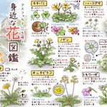 お家の周りにも咲いてるかも？イラスト付きで眺めるだけでも楽しめる「身近な花図鑑」