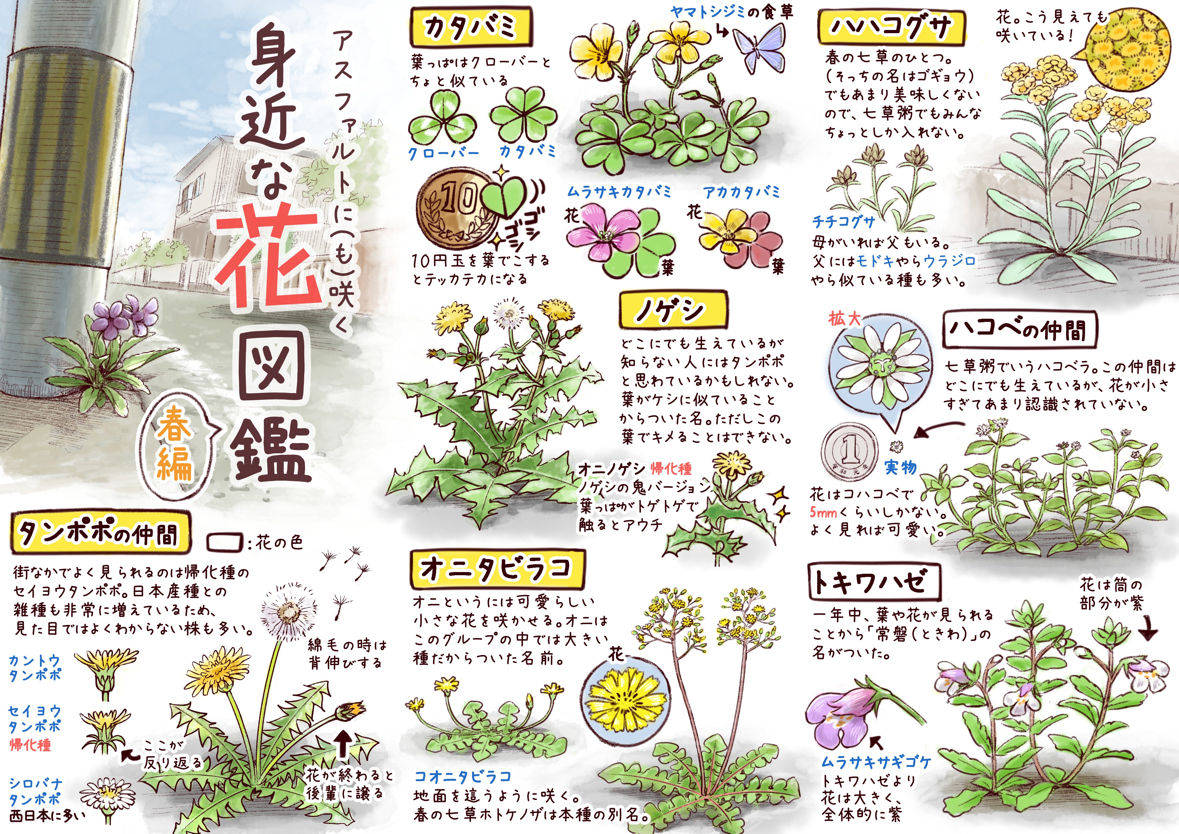 一日一種 博ふぇす有難うございました アスファルトに も 咲く身近な花図鑑 必要最低限の外出時 おうちの周りでも見られる 春の花図鑑を作ってみました 多くの草花が見頃の時期なので 僅かな外出時間でも気晴らしにお役に立てば幸いです 両面