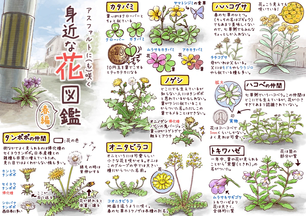 お家の周りにも咲いてるかも？イラスト付きで眺めるだけでも楽しめる「身近な花図鑑」